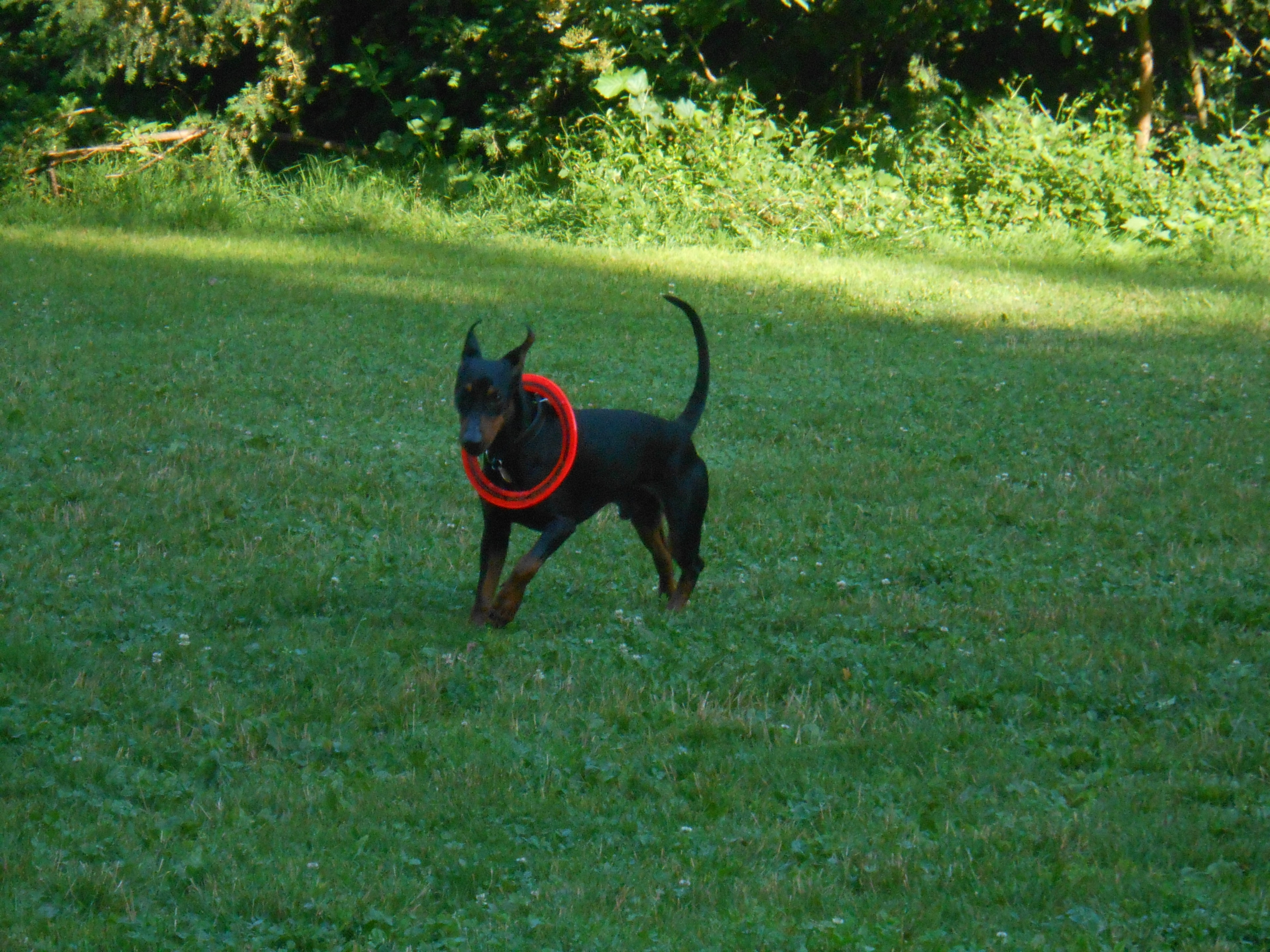 Active dog running in a green field